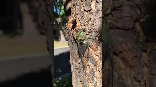 Cicada Walking Up Tree