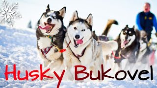 Husky House Bukovel / Хаскі-Хаус Буковель