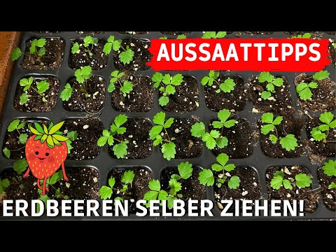 ERDBEEREN selber aus