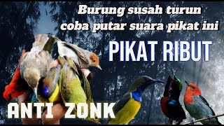 Download Lagu TERBUKTI SUARA PIKAT RIBUT UNTUK BURUNG LIAR YANG SUSAH TURUN . COBA PUTAR PASTI AUTO TURUN NYAMBER MP3 Download Lagu TERBUKTI SUARA PIKAT RIBUT UNTUK BURUNG LIAR YANG SUSAH TURUN . COBA PUTAR PASTI AUTO TURUN NYAMBER MP3