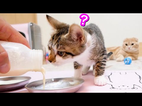 初めて子猫がお皿からミルクを飲みました。【保護猫】