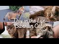 A DAY IN THE LIFE OF A SIBERIAN CAT | Siberian cat personality | Cute cat video