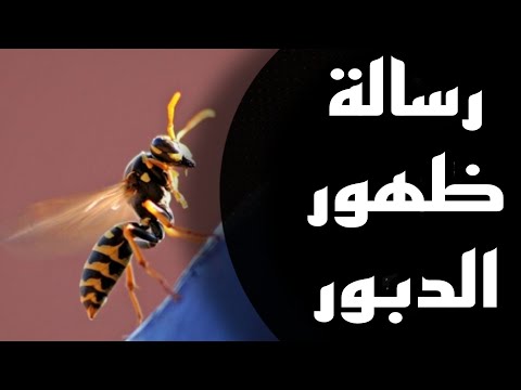 رسالة ظهور الدبور معنى دخول الحشرات للبيت علم الطاقه الدبور دبور حشرات