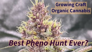 Organic Cannabis Grow Seed To Harvest