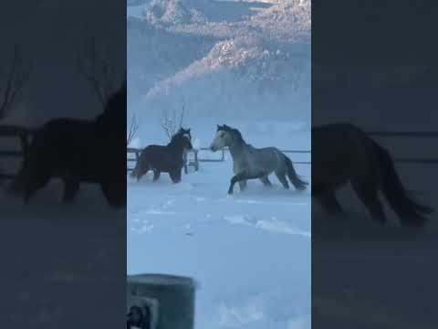 Video: Holsteiner konj