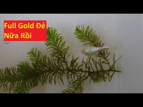 Video Phát Hiện Cá 7 Màu Full Gold Đẻ Con Trong Hồ - youtube