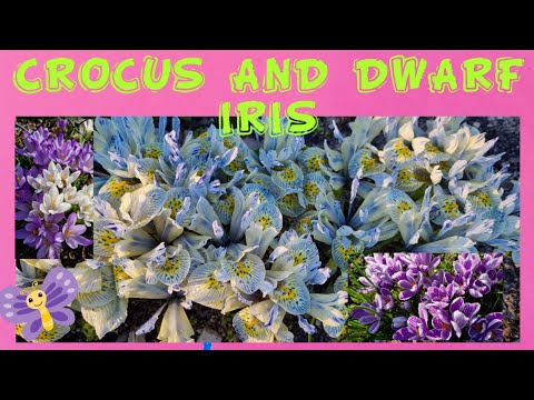 Crocus and dwarf