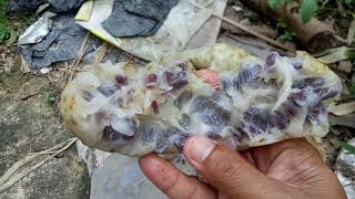 Buah Mengkudu untuk ikan Lele