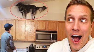 Reason why owning a dog is not easy!  Funny Annoying & Trouble making Animals