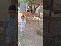 farming#villagelife#summer vibes#viral #trending#ytshorts