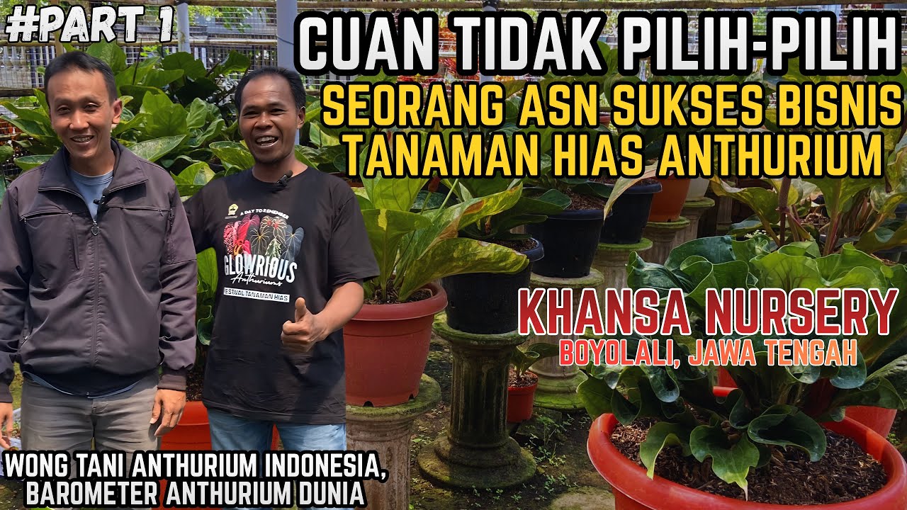 BISNIS TANAMAN HIAS ANTHURIUM YANG SANGAT MENJANJIKAN | ASN BOYOLALI SUKSES DI DUNIA ANTHURIUM !!