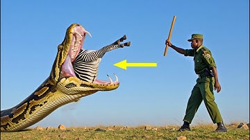“Heroic Rescue Team Saves Zebra From Giant Python in Savanna 🦓🐍”