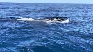 Incredible whale watching in Fuerteventura escorted by a group of dolphins near Jandía beach.