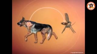 Leishmaniose Canine Connaître Cette Maladie Mortelle