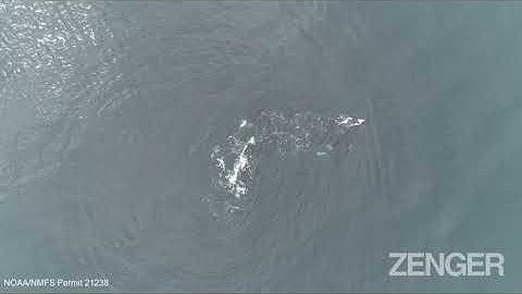 Drone Footage Reveals The Secret Social Lives Of Killer Whales
