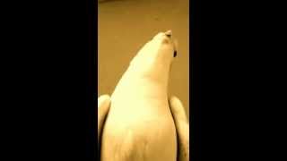 バップジャズの名手 (笑