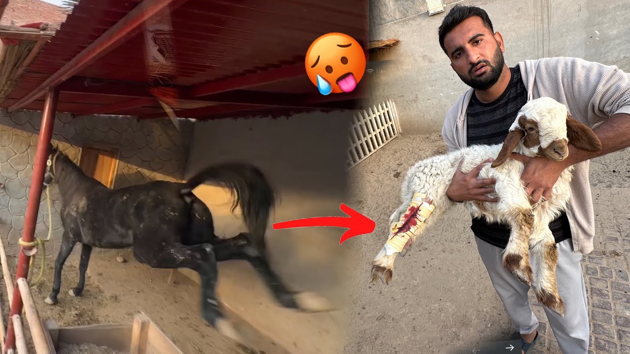 Horse Ny Sheep Ko Bahut Zor Sy Mara 😓