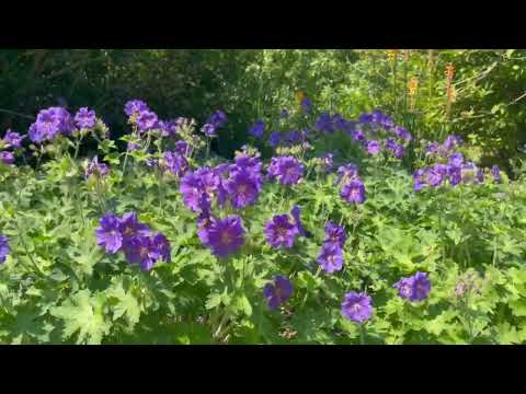 Geranium 'Rozanne'