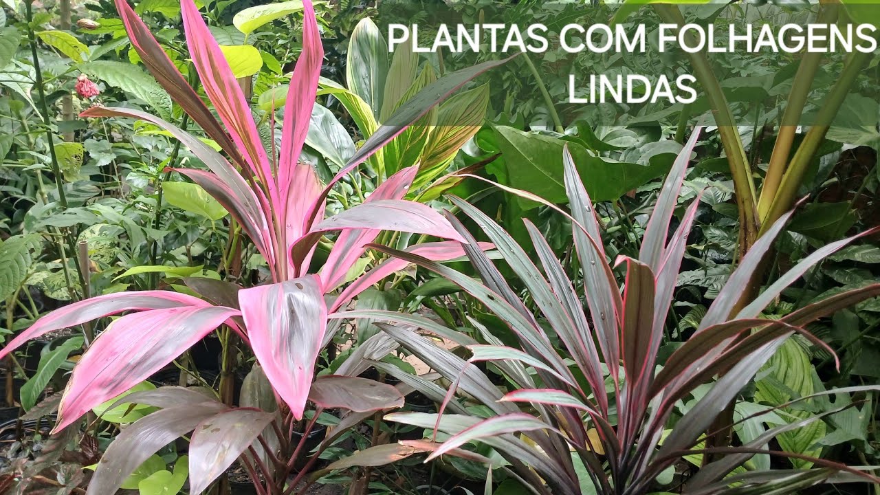 Conheça 10 PLANTAS de Sombra Com FOLHAGENS Lindas