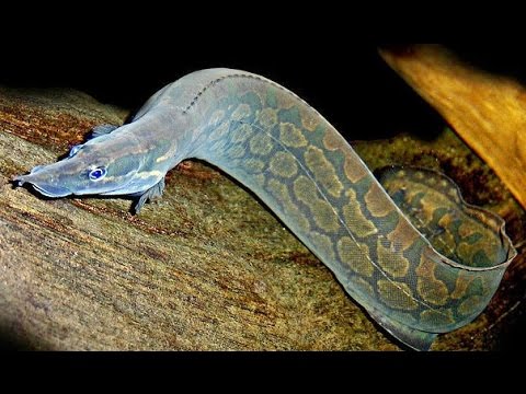 Sekilas Tentang keindahan Ikan Sili batik YouTube