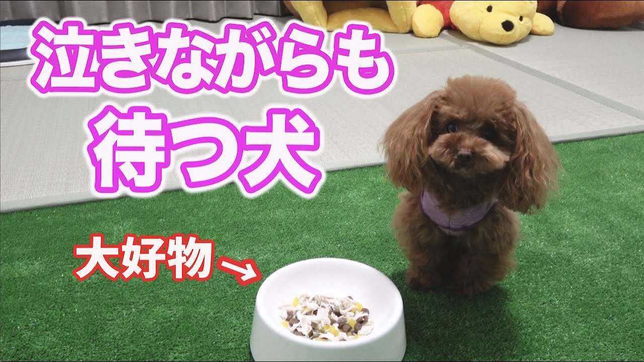 忠犬 トイプードル 待て 何分出来る をやったら予想以上に出来過ぎて泣けたw Youtube