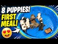 American bully update ( puppies trying mush 