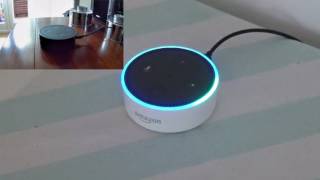 Zwei Echo Dot parallel im Betrieb - geht das?