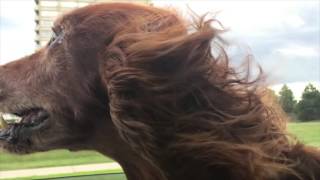 Raffi's Last Ride