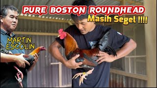 Ayam Paling Cantik Dari Escolin Pure Boston Rh 