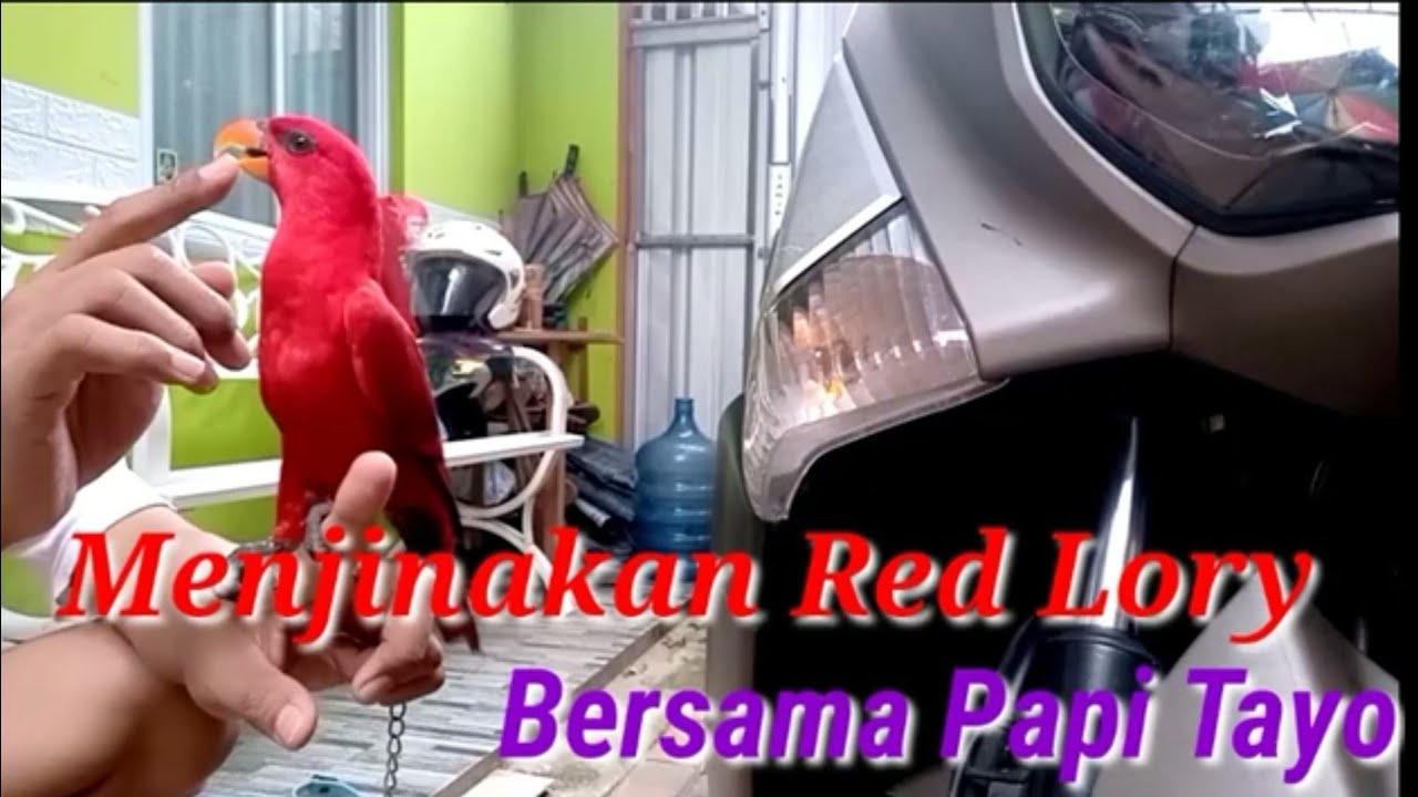 Cara Menjinakan Nuri Merah (Red Lory)