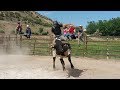Gary Leffew Bull Riding School Student Bull Riding Compilation (Part 1/2)