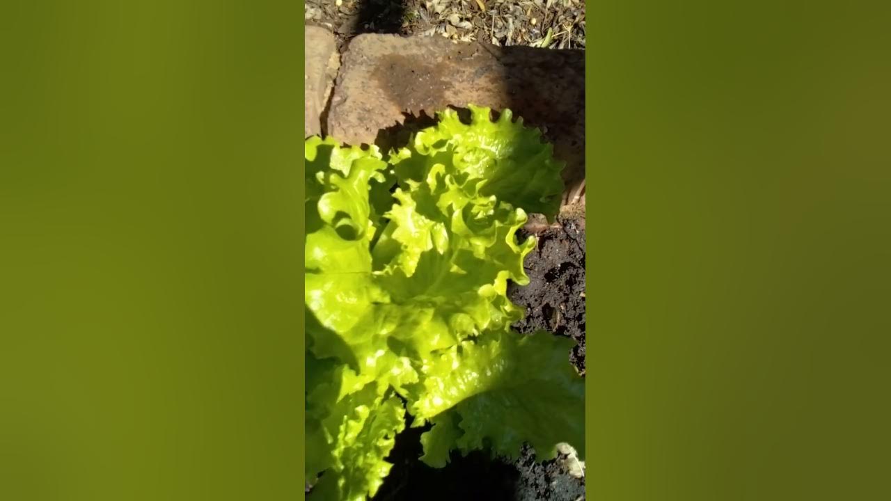 Onion, lettuce, parsley, beans, beetroot, tomatoes in one line save