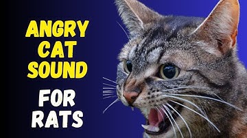 Cat sounds to scare mice away ⭐️ Rats will go away 🐁 cat sound effect