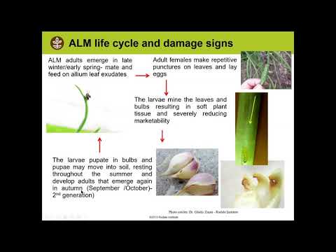 Video: Što su rudari Allium Leaf Miners - Savjeti o liječenju Allium Leaf Miners