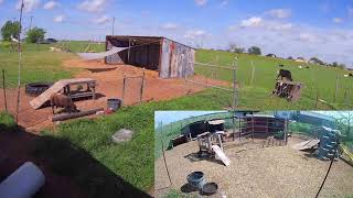 Cows, Horses, Sheep and Goats have just about filled up and taking naps already. The Lears Farmish by The Lears Farmish 173 views 1 month ago 1 minute