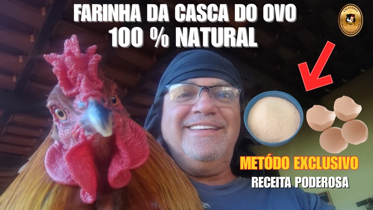 Como Fazer Farinha da Casca do Ovo Para Suas Galinhas
