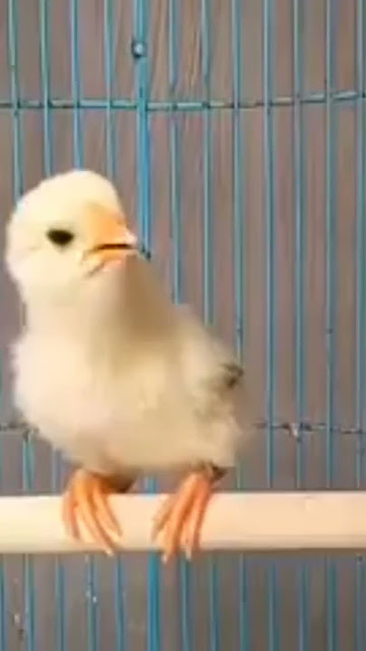 ternyata anak ayam bisa jadi masteran handal #masteranburung #masteranmuraibatu