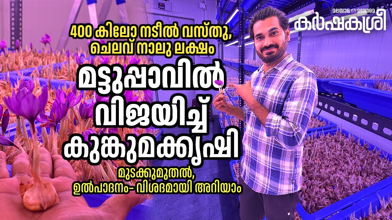 മട്ടുപ്പാവിലെ കുങ്കുമക്കൃഷി, കേരളത്തിൽ ആദ്യം; മുടക്കുമുതൽ, ഉൽപാദനം– വിശദമായി അറിയാം
