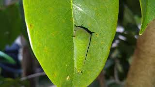 Larva Atau Ulat Bartanduk Delapan Proses Menjadi Kepompong S3