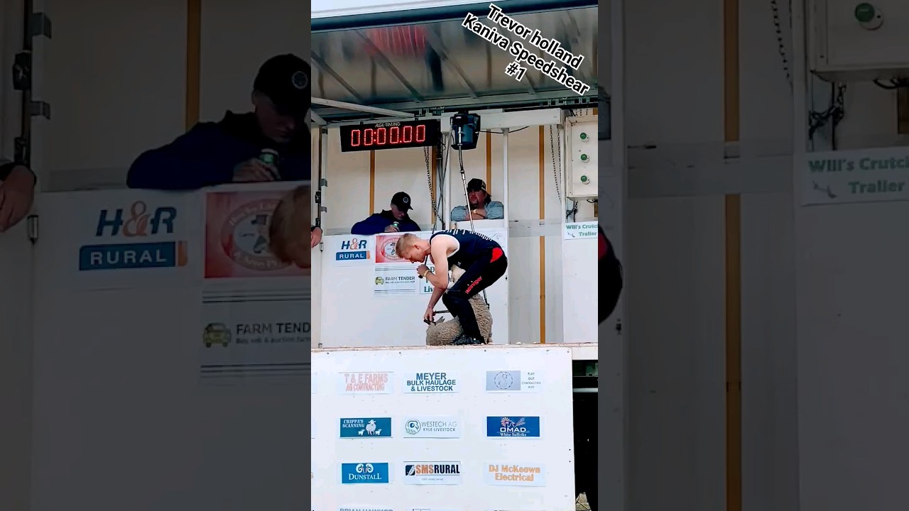 how satisfying is sheep shearing?