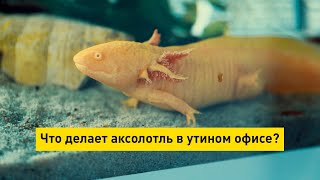 Что делает аксолотль в утином офисе? Что делает аксолотль в утином офисе?