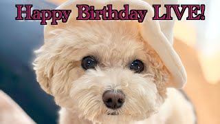 三桜5歳の誕生日LIVE!