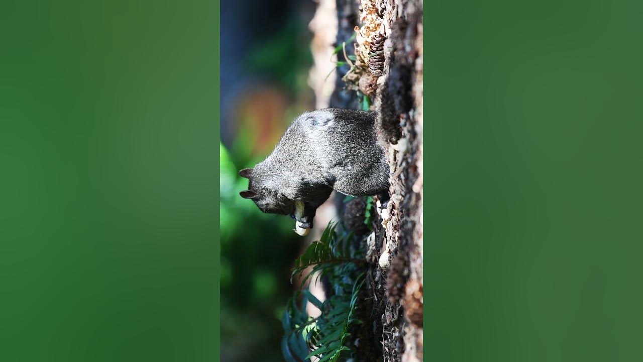 Squirrel vs Peanut #squirrel #peanut - YouTube