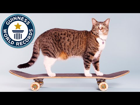 Most tricks by a cat in one minute - Guinness World Records