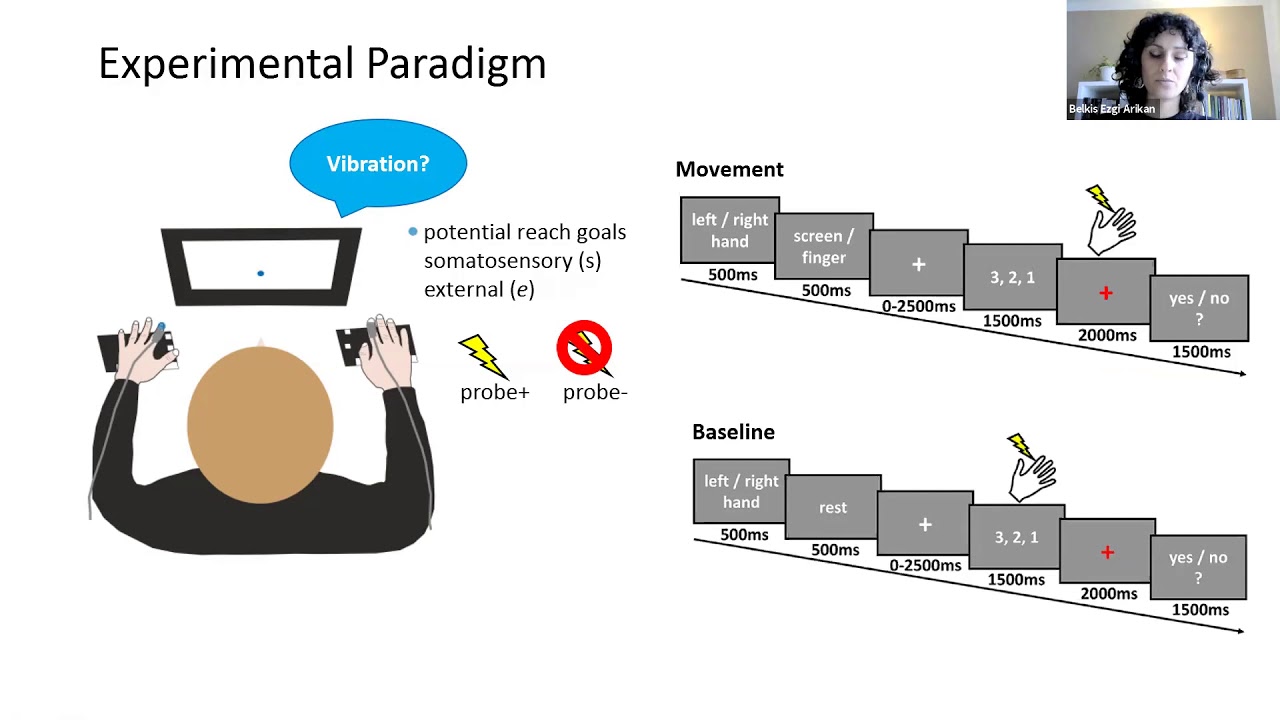 Talk: Reach-relevant somatosensory signals modulate the neural correlates of tactile suppression