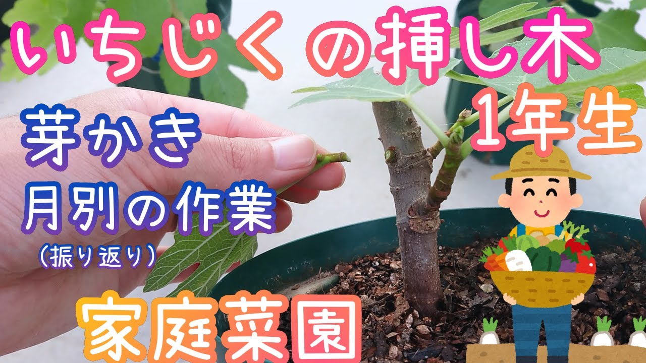 いちじく/挿し木開始から3か月/芽かき/月別作業内容/家庭菜園/2021年