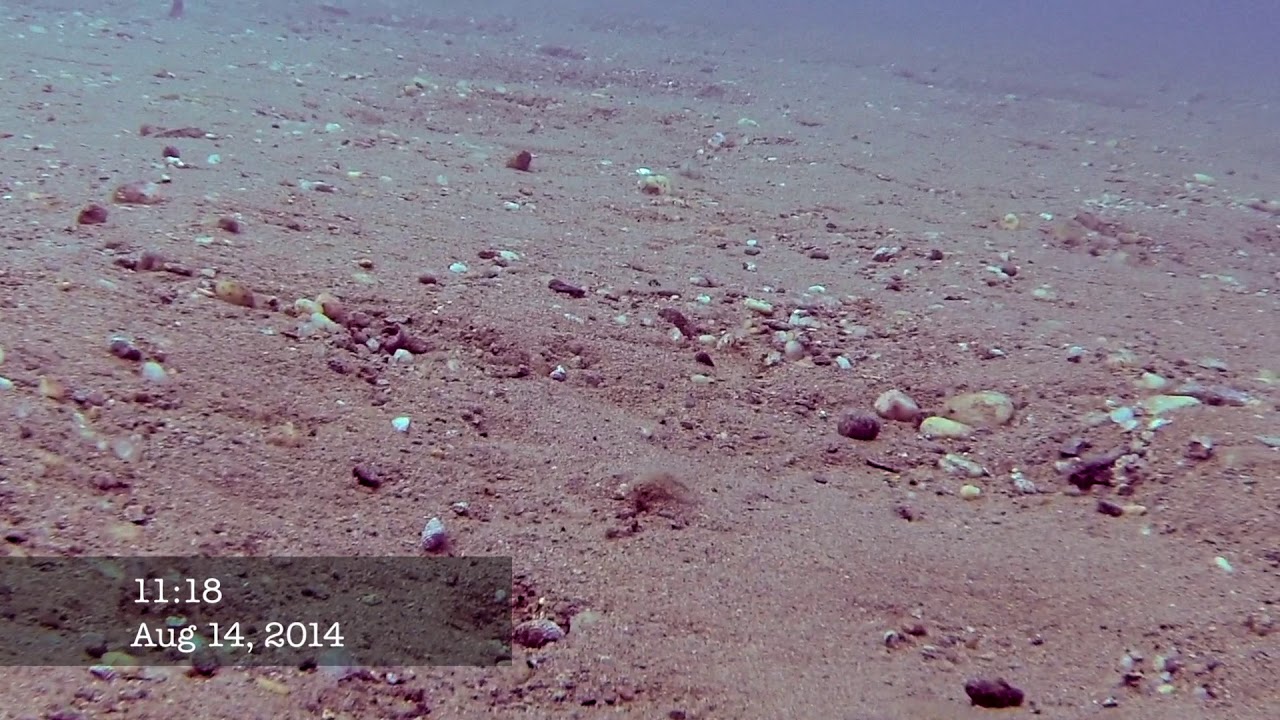 Drag Net Crater Files - Seine net tracks