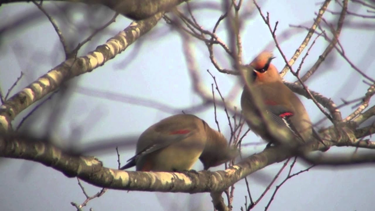 野鳥撮影・ 野鳥 ヒレンジャク Japanese Waxwing - YouTube