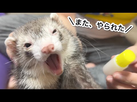 雪貂の耳ダニ、原因と治療法を獣医師が解説