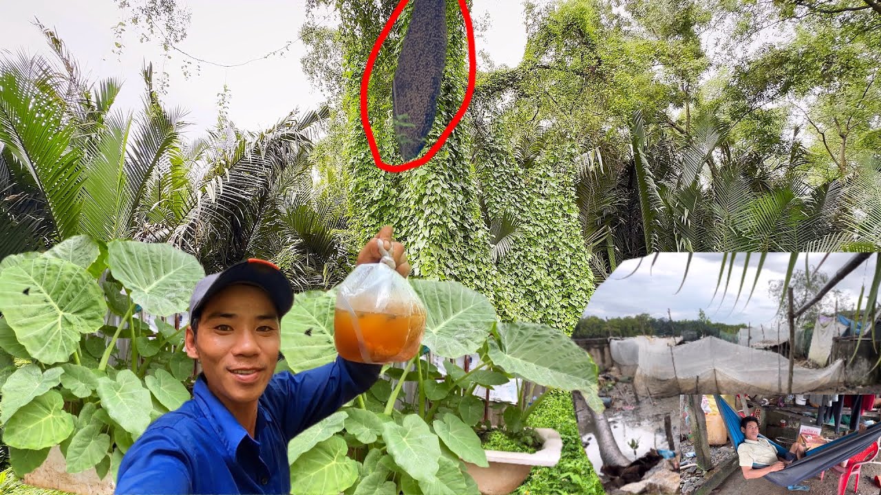 Cái Kết Bất Ngờ Vào Khu Rừng Lạ Trên Sài Gòn Về Đến Nhà Hai Vợ Chồng Tranh Thủ Dọn Đồ Về Quê